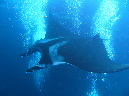 Manta Rays